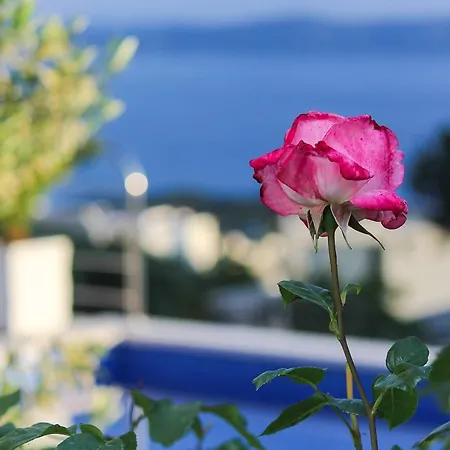 Levanda マカルスカ